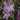Delphinium Pacific Giants