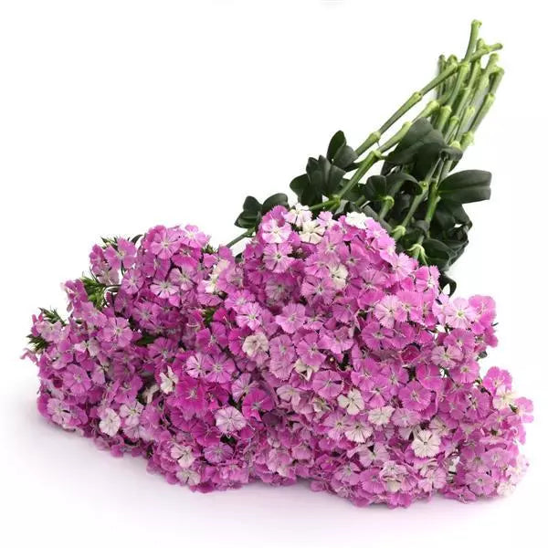 Dianthus Amazon – Farmer Bailey Inc.