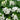 Dicentra 'Amore Titanium' (36 cell half tray)