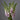 Digitalis Camelot