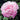 Peony Dinner Plate (3/5 eye, 50 roots)