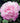 Pink bare root Dutch peony (Paeonia lactiflora) flower with lush, ruffled petals and green leaves. - Peony Dinner Plate (3/5 eye, 50 roots) - Farmer Bailey Inc.