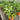 DrinkAbles® Herb Collections