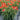 Echinacea CARA MIA™ 'Coral' (36 cell half tray)