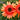 Echinacea CARA MIA™ 'Coral' (36 cell half tray)