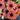 Echinacea FRESCO™ 'Apricot' (36 cell half tray)