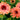 Echinacea FRESCO™ 'Apricot' (36 cell half tray)
