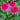 Echinacea ‘Gum Drop’ (36 cell half tray)