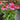 Echinacea SUNDIAL™ 'Pink' (36 cell half tray)