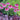 Echinacea SUNDIAL™ 'Pink' (36 cell half tray)