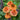 Echinacea SUPREME™ 'Cantaloupe' (36 cell half tray)