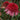 Echinacea SUPREME™ ‘Elegance’ (36 cell half tray)