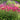 Echinacea SUPREME™ ‘Elegance’ (36 cell half tray)