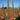 Eremurus Cleopatra (75 roots)