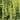 Eremurus Moneymaker (75 roots)