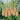 Eremurus Romance (75 roots)