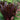 Eucomis ‘Oakhurst’ (36 cell half tray)