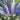 Delphinium Aurora