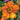 Geum 'Fire Storm' (36 cell half tray)