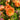 Geum TEMPO™ ‘Orange’ (36 cell half tray)