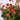 Geum (32)