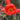 Geum (32)
