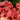 Heuchera GRANDE™ ‘Carnelian’ (36 cell half tray)