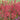 Heuchera ‘Paris’ (36 cell half tray)