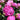 Peony Jacorma (3/5 eye, 50 roots)