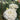 Lisianthus Corelli Sugoi