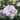 Lisianthus Corelli Sugoi