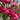 Lisianthus Mariachi