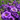 Lisianthus Mariachi