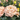 Lisianthus Corelli