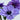 Anemone
