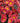 Mancetta Sunset (3 cuttings)