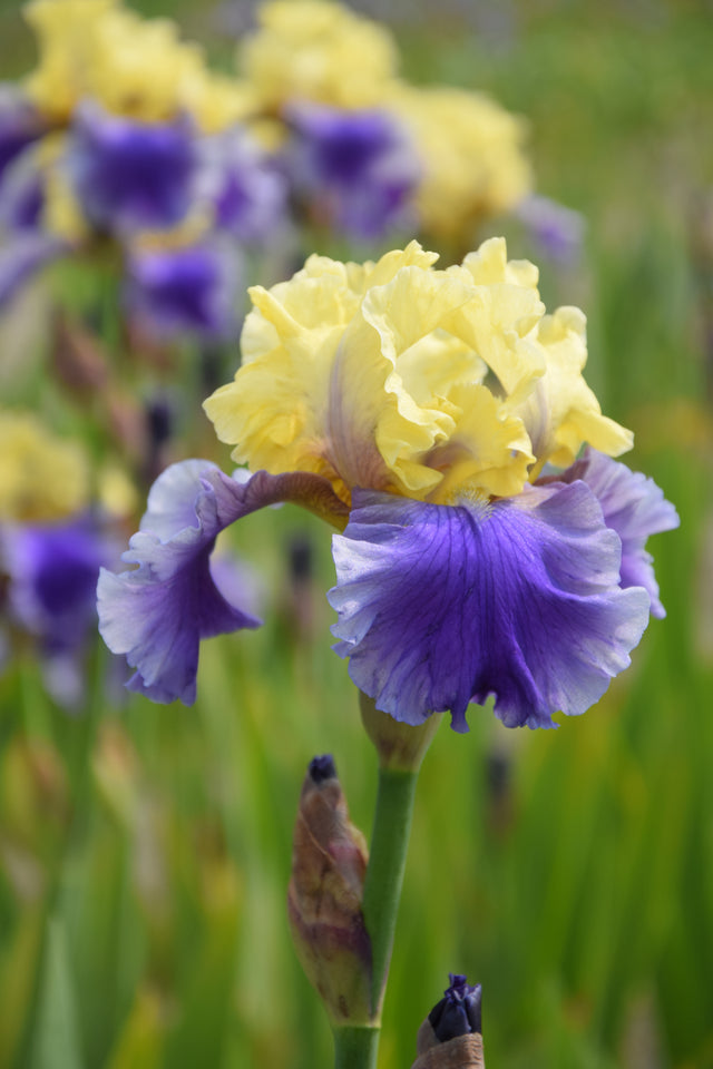 Growing Guides Farmer Bailey Inc.