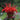 Monarda (32)