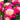 Peony Johnny (3/5 eye, 50 roots)