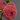 CleanCut™ Dahlia Jowey Winnie (36 cell half tray)