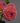 CleanCut™ Dahlia Jowey Winnie (36 cell half tray)