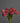 CleanCut™ Dahlia Jowey Winnie (36 cell half tray)