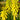 Kniphofia 'Lemon Popsicle' (36 cell half tray)
