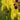 Kniphofia 'Lemon Popsicle' (36 cell half tray)