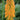 Kniphofia 'Mango Popsicle' (36 cell half tray)