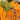 Kniphofia 'Mango Popsicle' (36 cell half tray)