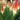 Kniphofia 'Orange Vanilla Popsicle' (36 cell half tray)