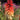 Kniphofia 'Orange Vanilla Popsicle' (36 cell half tray)