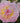 Pink and yellow Peony lactiflora 'Peony La Donna' flower in full bloom with lush green foliage. - Peony La Donna (3/5 eye, 50 roots) - Farmer Bailey Inc.