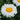 Leucanthemum ‘Coconut’ (36 cell half tray)